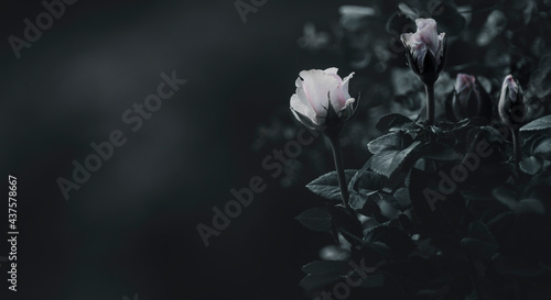 Rosenblüten dunkel mit Platz für Text Panorama