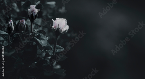 Rosenblüten dunkel mit Platz für Text Panorama