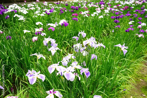 Beautiful purple Iris flower in Japan -                             