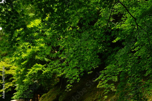 Lush Green Momiji or Maple in Summer, Japan. Closeup view - 日本 新緑のもみじ 