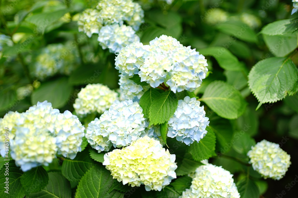Blue Hydrangea flower on blurred background - 青い紫陽花の花 Blue Hydrangea flower on blurred background - 青い紫陽花の花