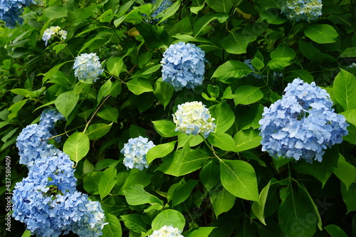 Blue Hydrangea flower on blurred background - 青い紫陽花の花 photo