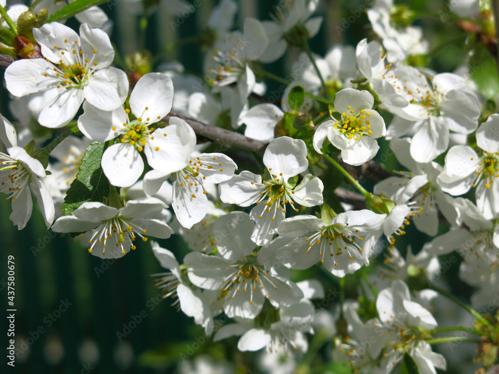 cherry tree blooms luxuriantly in the spring in the garden cherry tree blooms luxuriantly in the spring in the garden