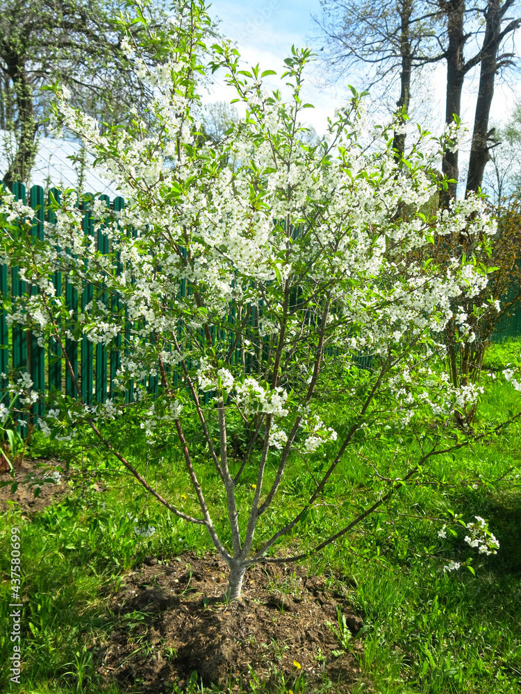 cherry tree blooms luxuriantly in the spring in the garden