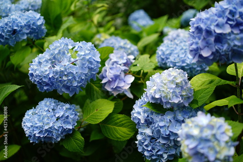 Blue Hydrangea flower on blurred background - 青い紫陽花の花