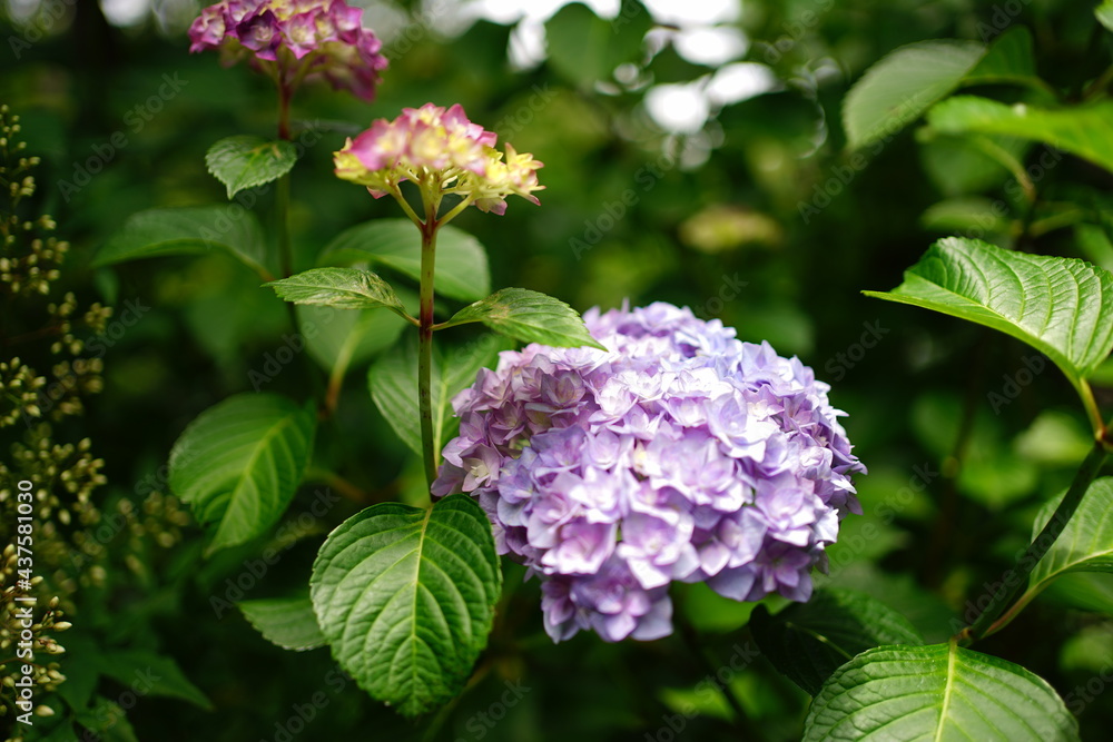 Purple Hydrangea flower on blurred background - 紫色の紫陽花の花 Purple Hydrangea flower on blurred background - 紫色の紫陽花の花