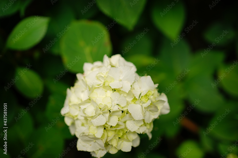 White Hydrangea flower on blurred background - 白い紫陽花の花 White Hydrangea flower on blurred background - 白い紫陽花の花