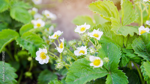 Blooming strawberry growing in the garden. Spring berries. Soft selective focus