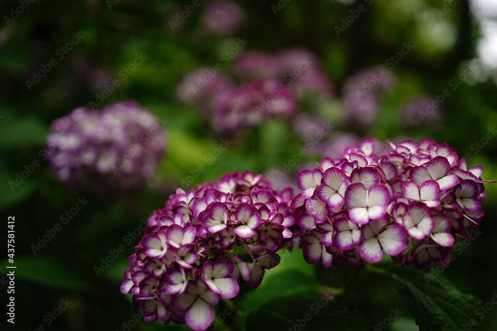 Purple Hydrangea flower on blurred background - 紫色の紫陽花の花 Purple Hydrangea flower on blurred background - 紫色の紫陽花の花