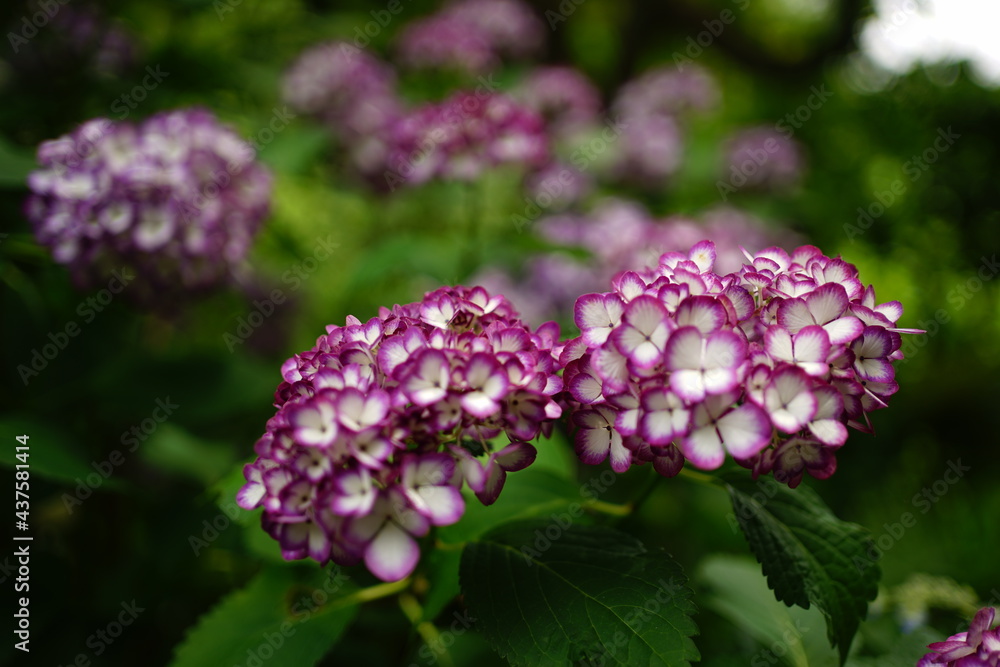 Purple Hydrangea flower on blurred background - 紫色の紫陽花の花 Purple Hydrangea flower on blurred background - 紫色の紫陽花の花