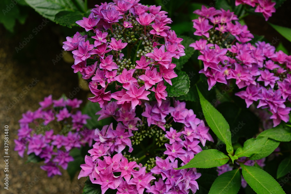 Purple Hydrangea flower on blurred background - 紫色の紫陽花の花 Purple Hydrangea flower on blurred background - 紫色の紫陽花の花