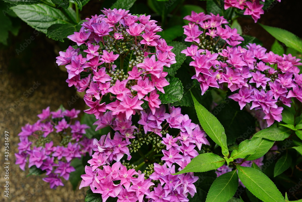 Purple Hydrangea flower on blurred background - 紫色の紫陽花の花 Purple Hydrangea flower on blurred background - 紫色の紫陽花の花