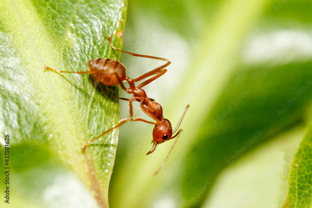 Close up red ant on green leaf in nature at thailand Close up red ant on green leaf in nature at thailand