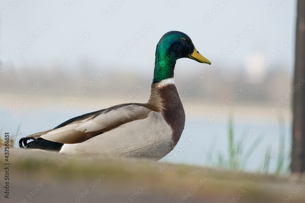 männliche Ente sitzend mit Fluss im Hintergrund männliche Ente sitzend mit Fluss im Hintergrund