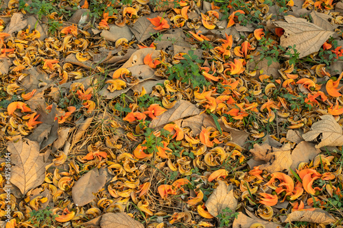 Wallpaper Mural There are many flowers under the tree that called Palash or Bengal Kino Torontodigital.ca