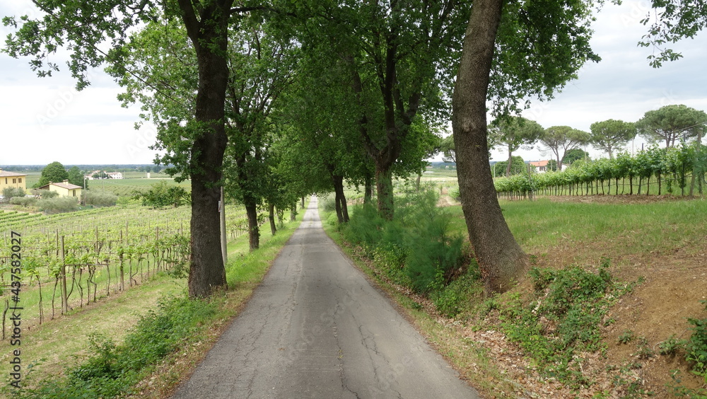 Obraz premium Quercia