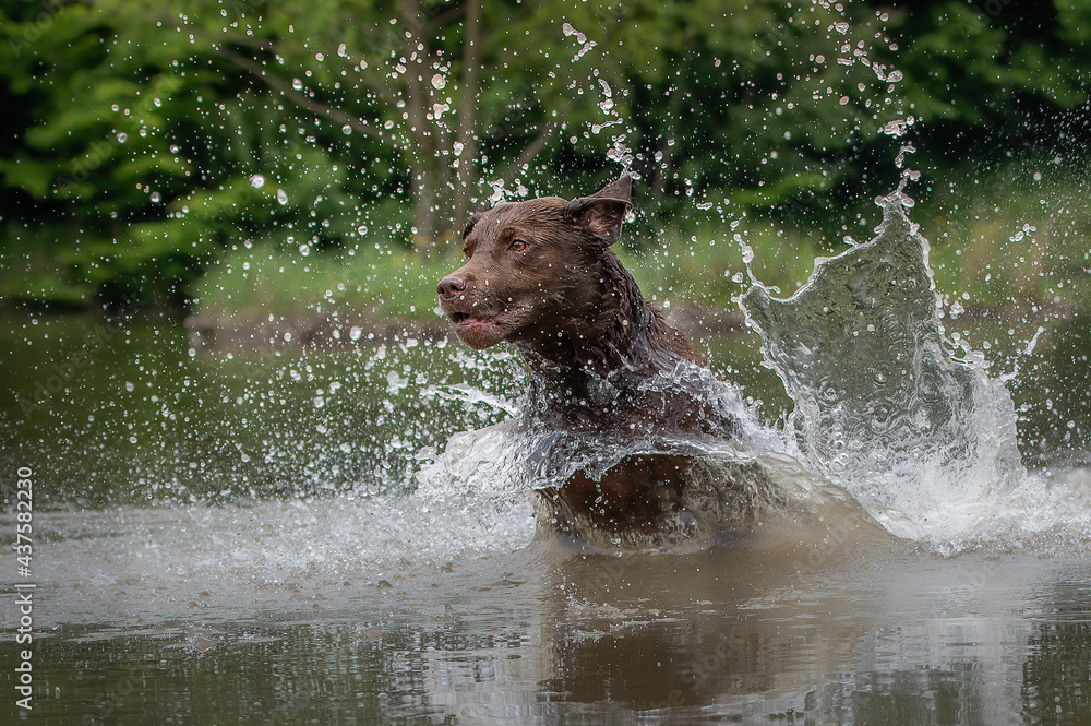 Brauner Labrador Retriever im Wasser mit hochspritzender Wasserscheibe StockFoto Adobe Stock