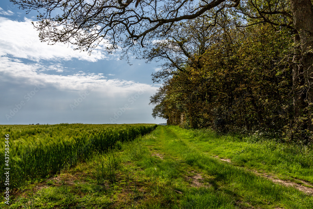 Fototapeta premium Branches overhanging a footpath alongside a wheat field