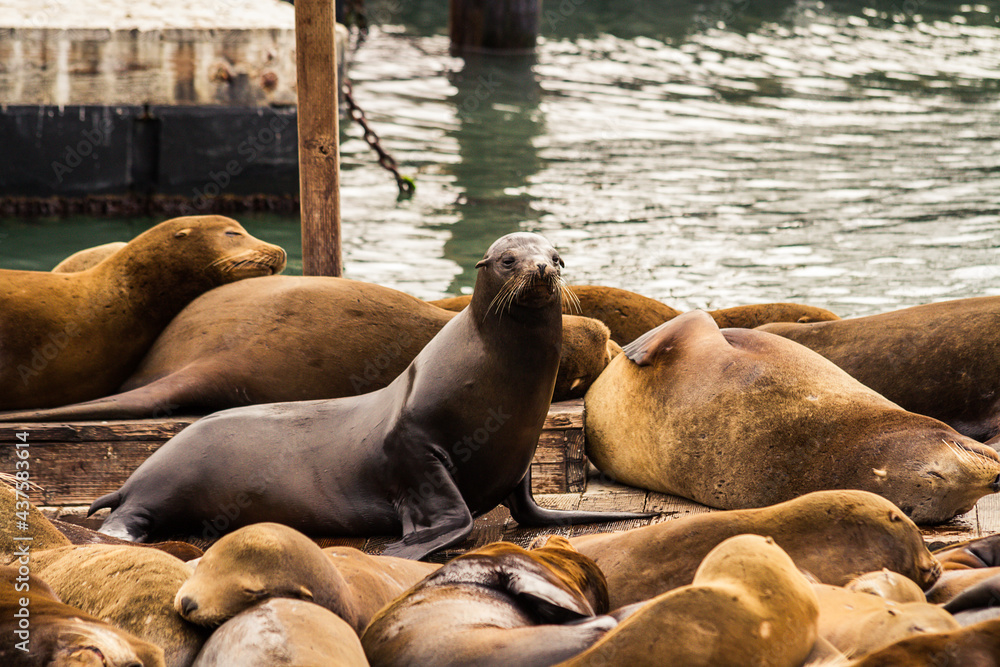 Fototapeta premium California sea lions on Pier 39, San Francisco