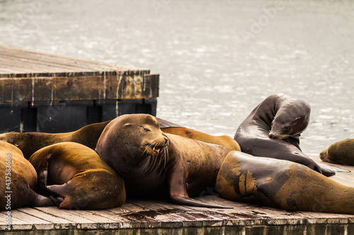 Close up of California sea lions on Pier 39 
