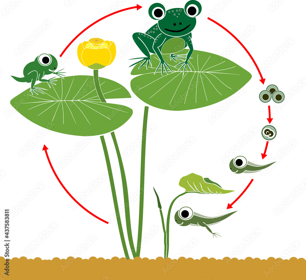 Frog life cycle. Sequence of stages of development of cartoon frog from