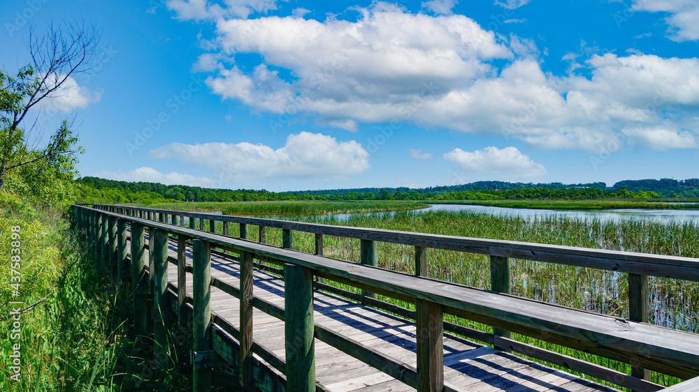 Interstate in Mobile and Alabama swamp landscape in summer
