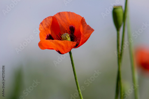 Red poppy with blurred background.