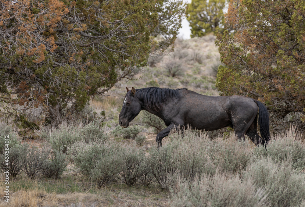 Fototapeta premium Wild Horse Stallion in the Utah Desert