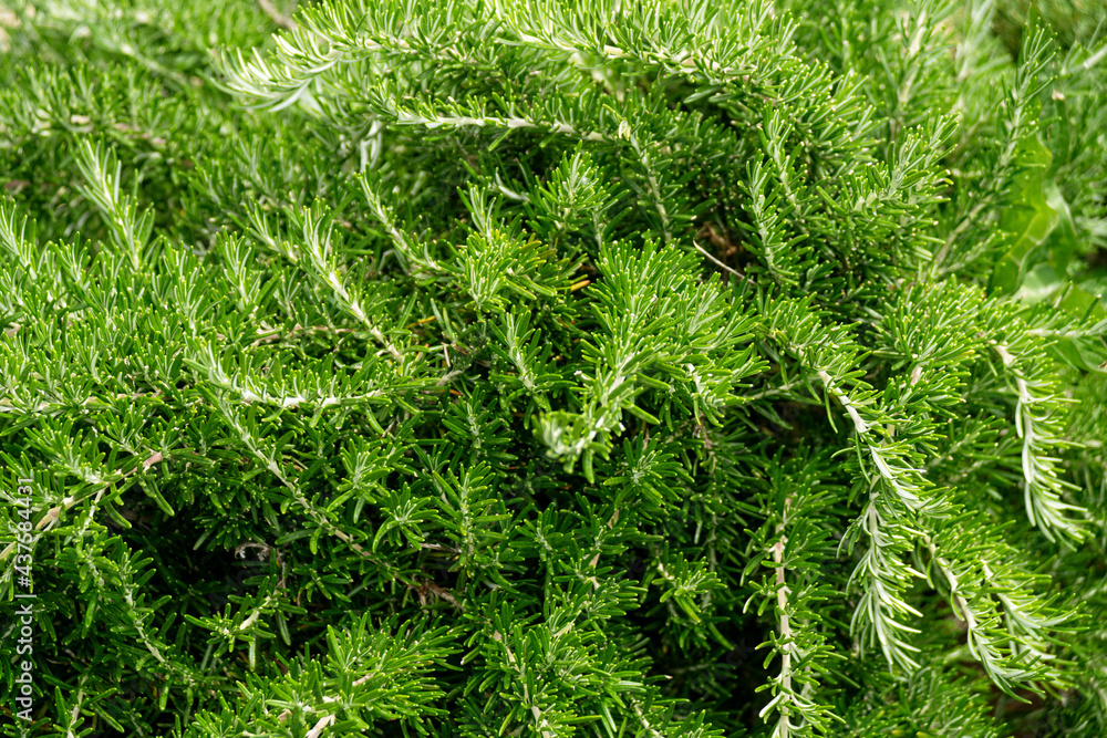 Close up of a rosemary plant Close up of a rosemary plant