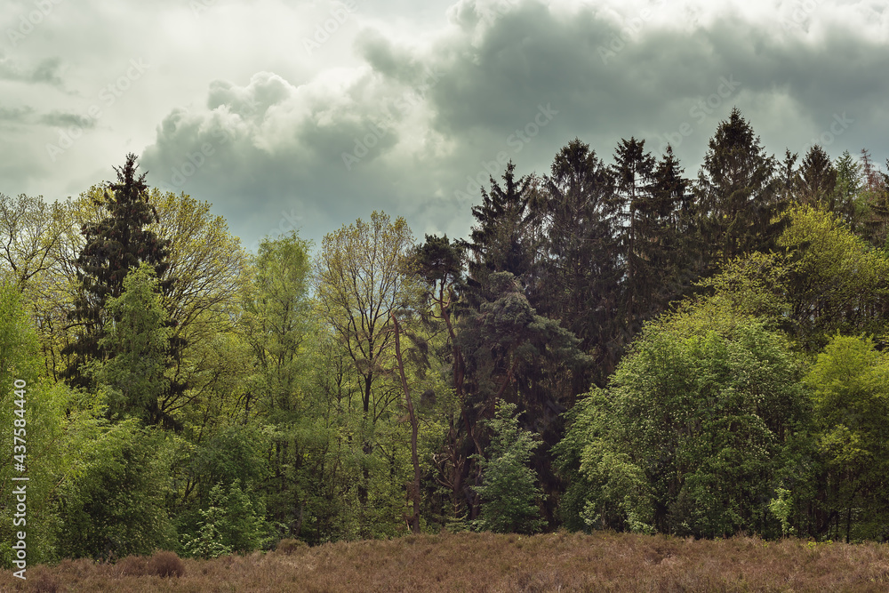 Obraz premium Forest edge with coniferous and deciduous trees in a heath landscape under a dark cloudy sky.