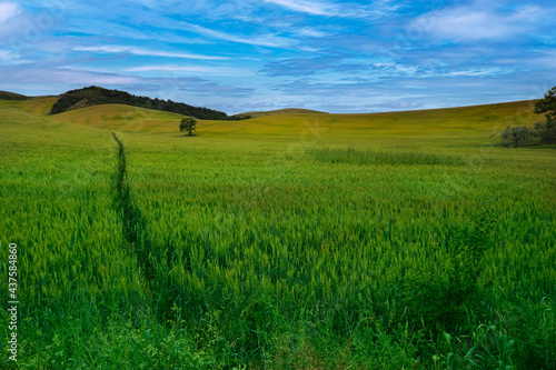 valleys and hills of wheat in Tuscany