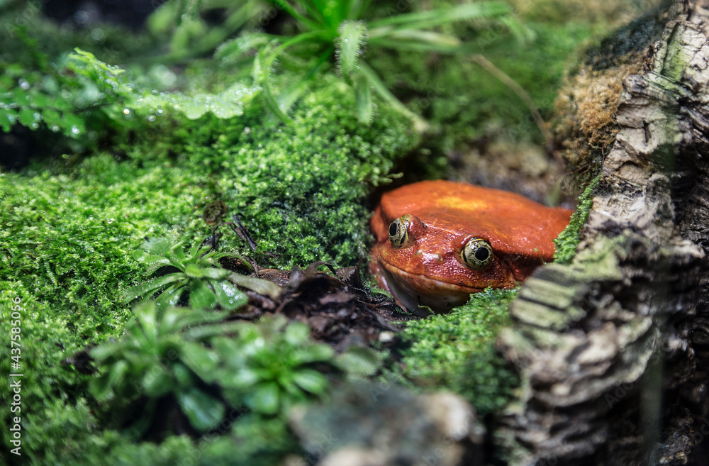 Naklejka premium frog-tomato (faise tomato frog) is hidden among the plants and looks out