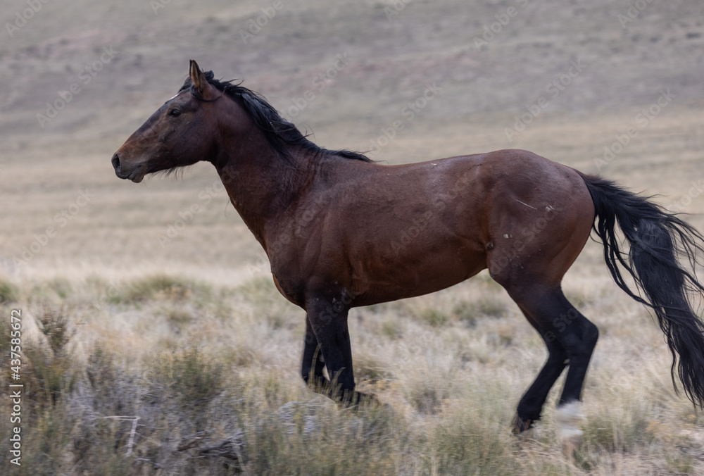 Fototapeta premium Wild Horse Stallion in the Utah Desert