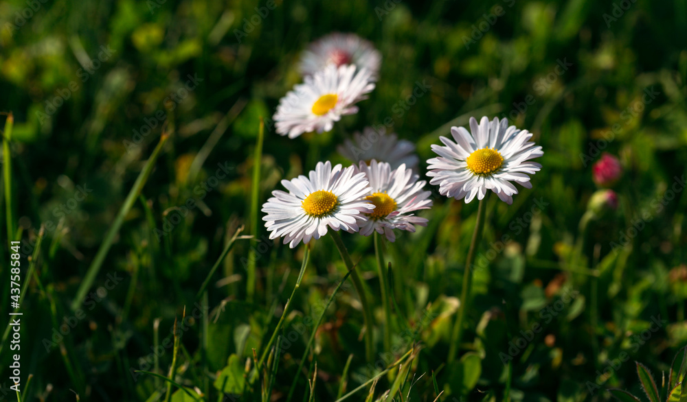 natural natural banner of daisies natural natural banner of daisies