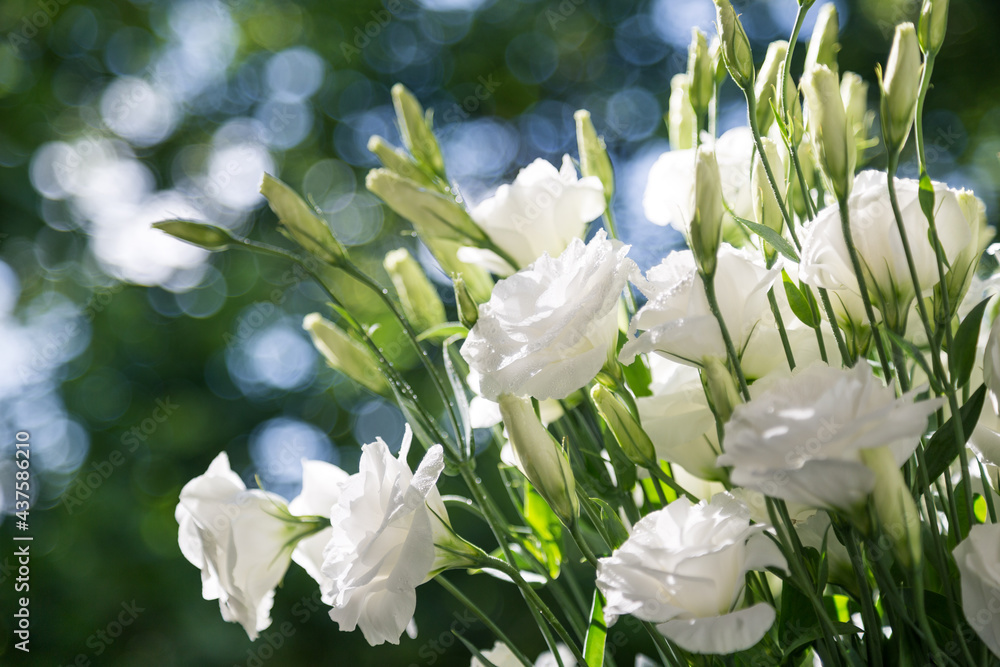 Close up of a bouquet of fresh white eustoma on a blur background sunny day. Bunch of flowers Close up of a bouquet of fresh white eustoma on a blur background sunny day. Bunch of flowers