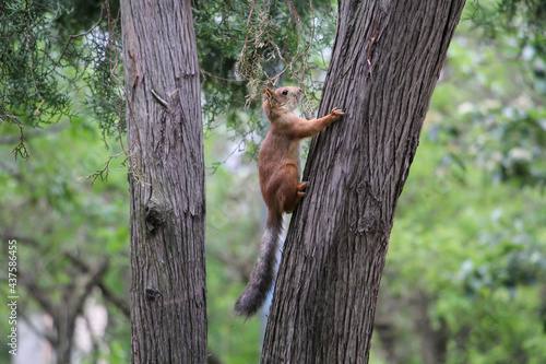 Red squirrel on a tree © Инна Мадеева