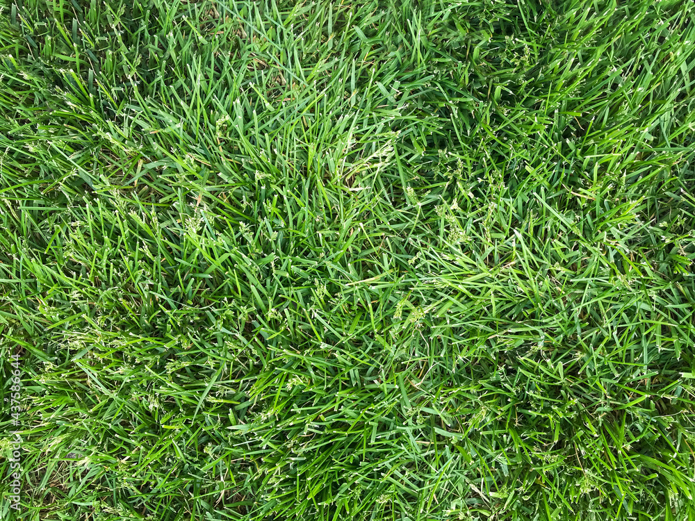 green grass background green grass background