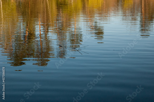 trees with golden leaves reflected in the water