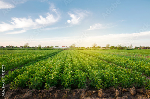 Potato plantations grow in the field on a spring sunny day. Organic vegetables. Agricultural crops. Landscape. Agriculture. Selective focus photo