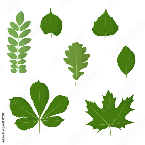 Set of green leaves. Vector illustration, isolated on white, for nature, eco and summer design
