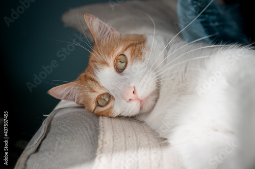 close up. brown and white cat with yellow eyes lying on the sofa  looks at the camera