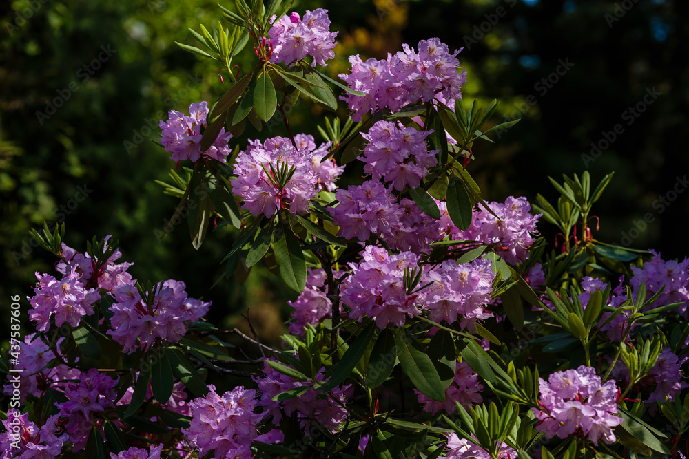 Fototapeta premium Flowering rhododendrons in the spring garden. Beautiful rhododendron flowers in bush