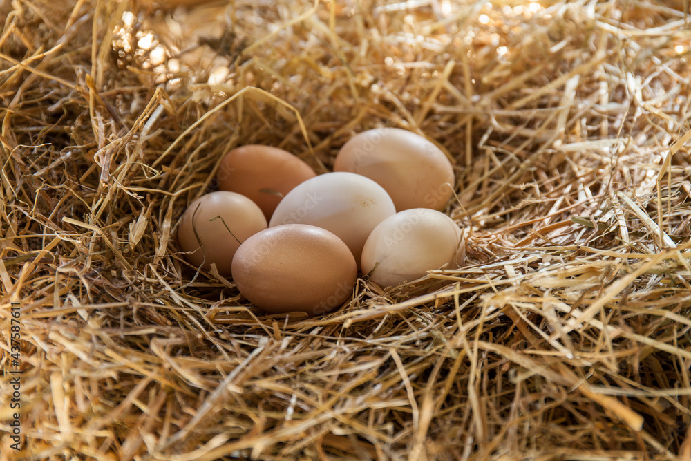Fresh eggs on a straw in chicken coop Fresh eggs on a straw in chicken coop