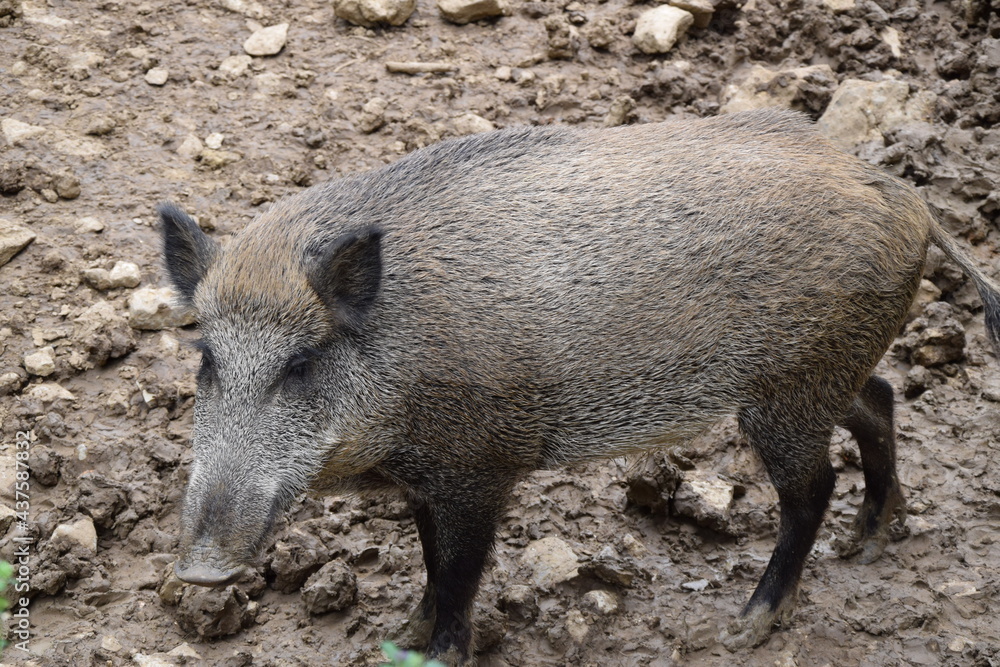 Pig Wildschwein Germany Pig Wildschwein Germany