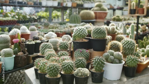 Beautiful variety of different shapes and size of cactus plants in flower pots for indoor decoration, at Cactus nursery. photo