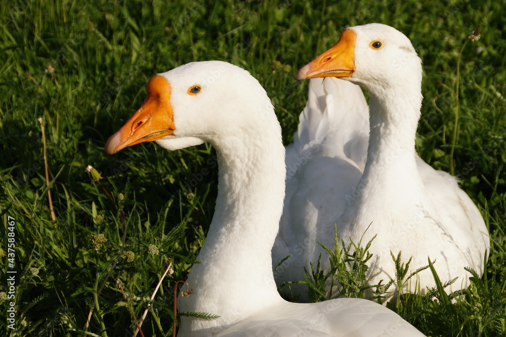 Obraz premium white goose on a green grass