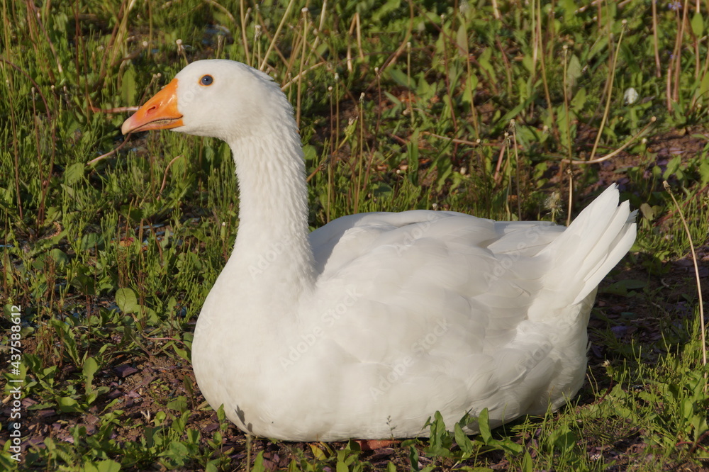 white goose on the grass