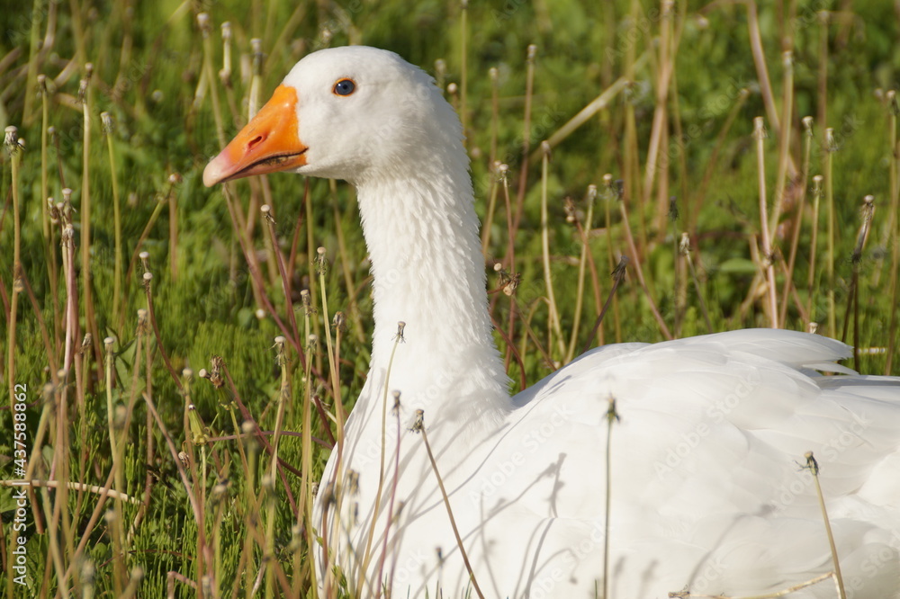 white goose on the grass