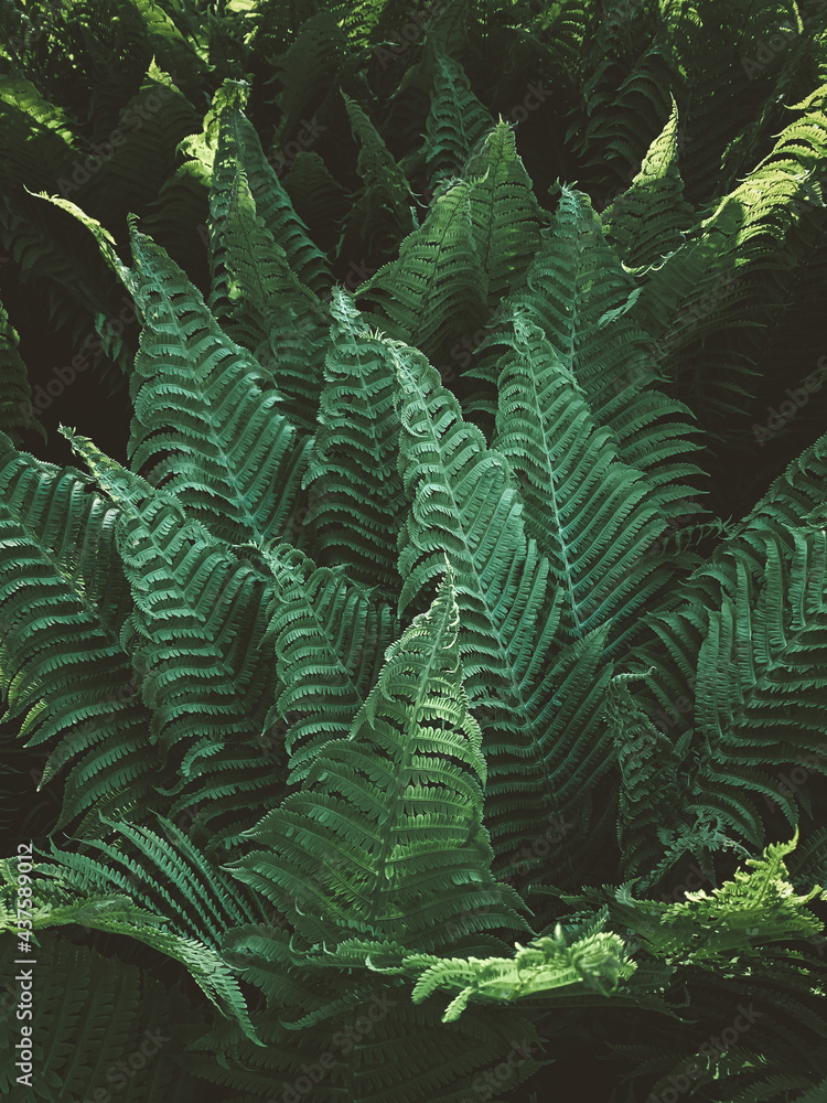Fototapeta premium Fern leaves pattern, vertical nature, garden photography. Dark green moody colored background. Low key lighting.