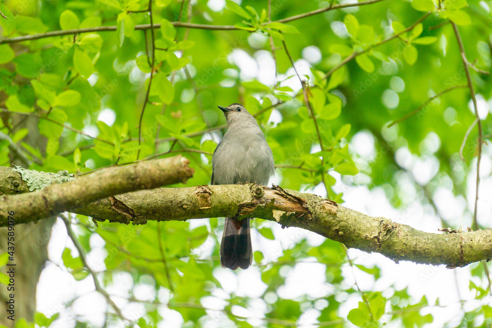 birds birds